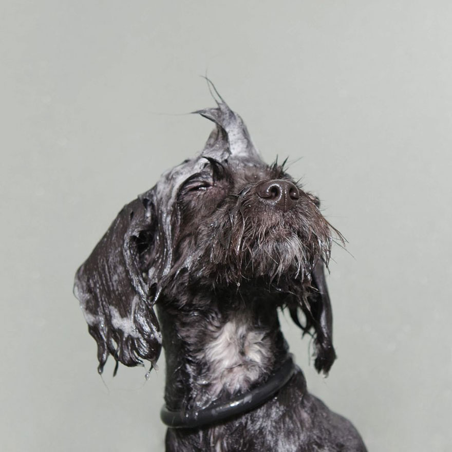 Wet Dog: Adorable Portraits Of Bathing Dogs by Sophie Gamand
