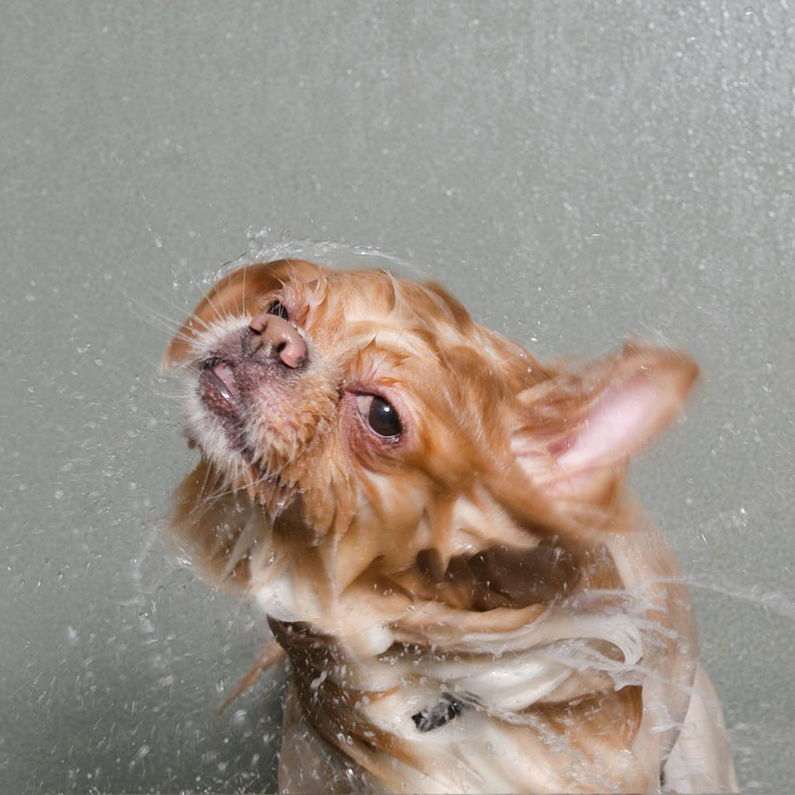 Wet Dog: Adorable Portraits Of Bathing Dogs by Sophie Gamand