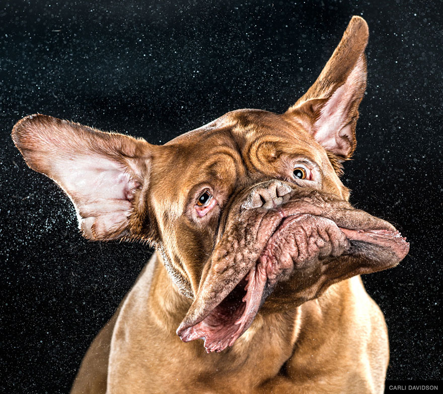 Shake: Slow Motion Photos Of Dogs Shaking Their Heads Published As Book