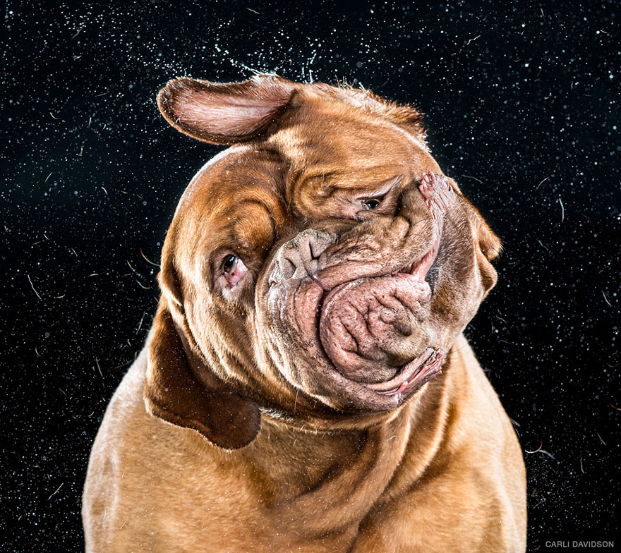 Shake: Slow Motion Photos Of Dogs Shaking Their Heads Published As Book