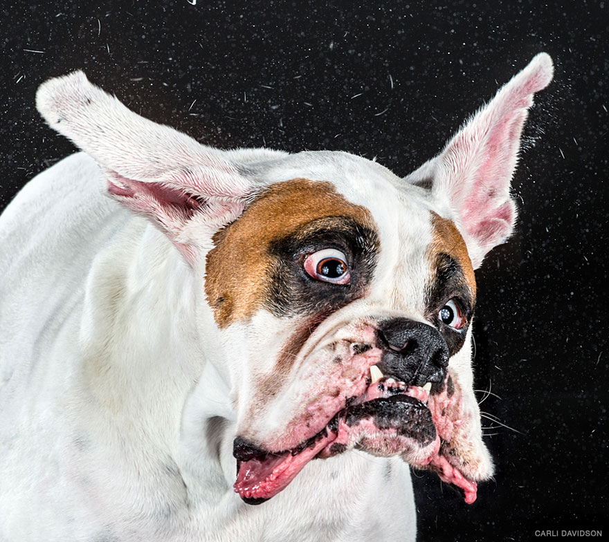 Shake: Slow Motion Photos Of Dogs Shaking Their Heads Published As Book