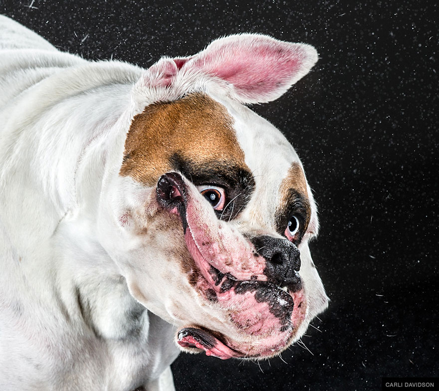 Shake: Slow Motion Photos Of Dogs Shaking Their Heads Published As Book