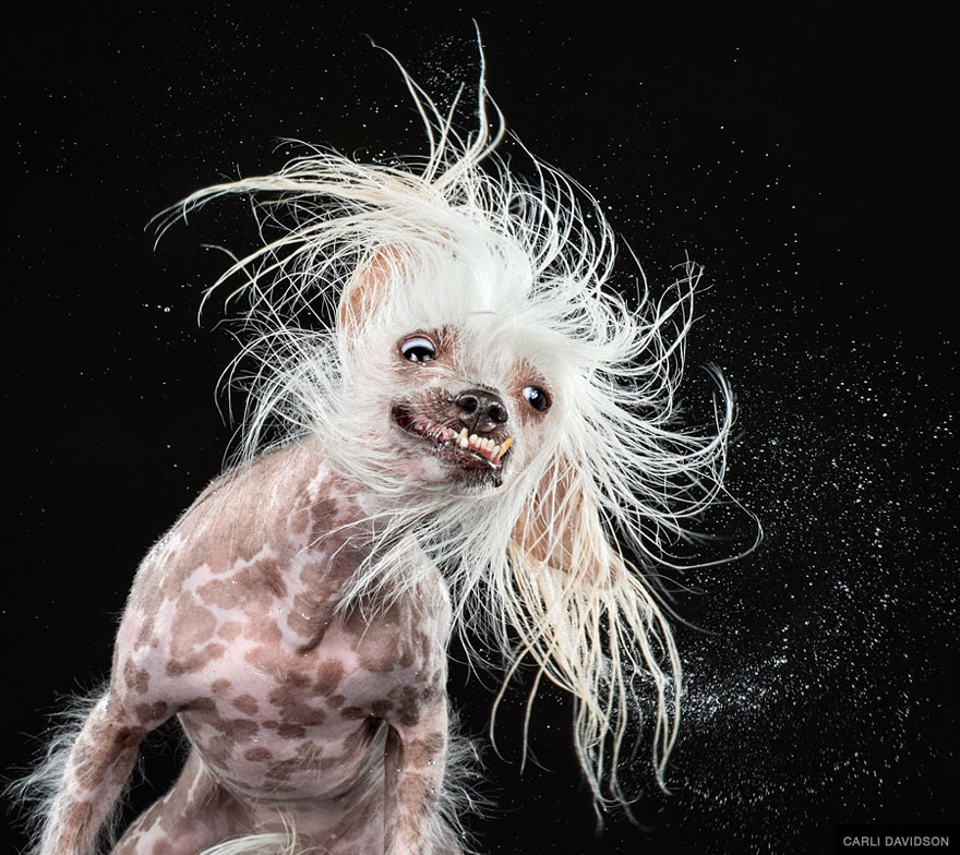 Shake: Slow Motion Photos Of Dogs Shaking Their Heads Published As Book