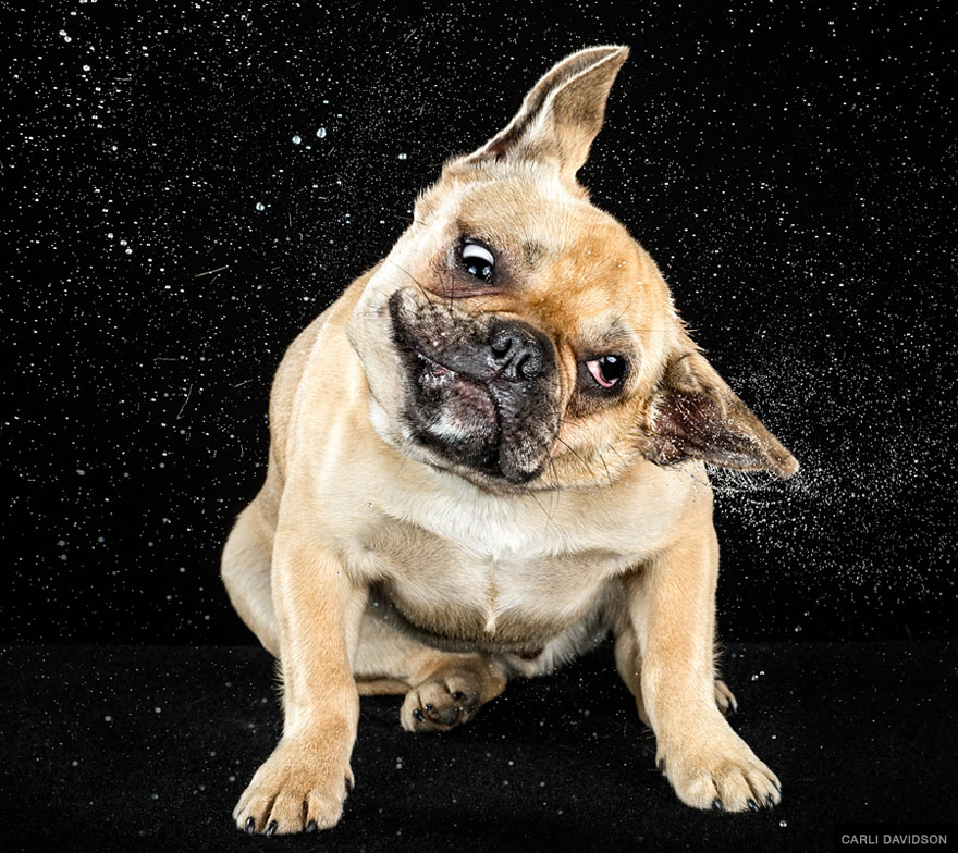 Shake: Slow Motion Photos Of Dogs Shaking Their Heads Published As Book