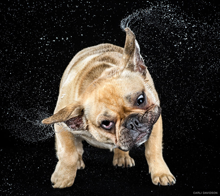 Shake: Slow Motion Photos Of Dogs Shaking Their Heads Published As Book