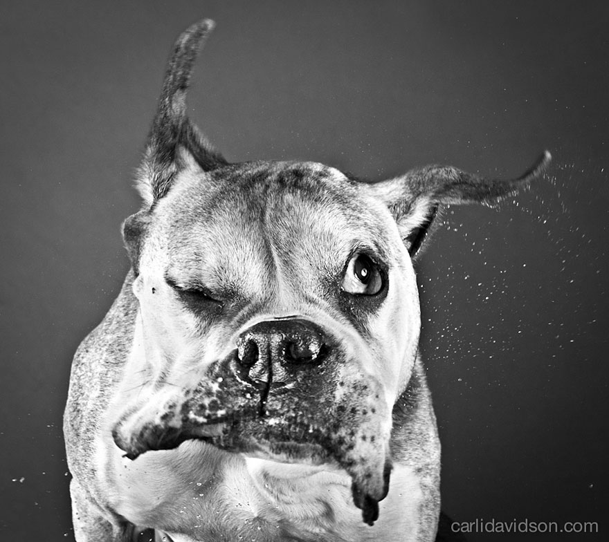 Shake: Slow Motion Photos Of Dogs Shaking Their Heads Published As Book