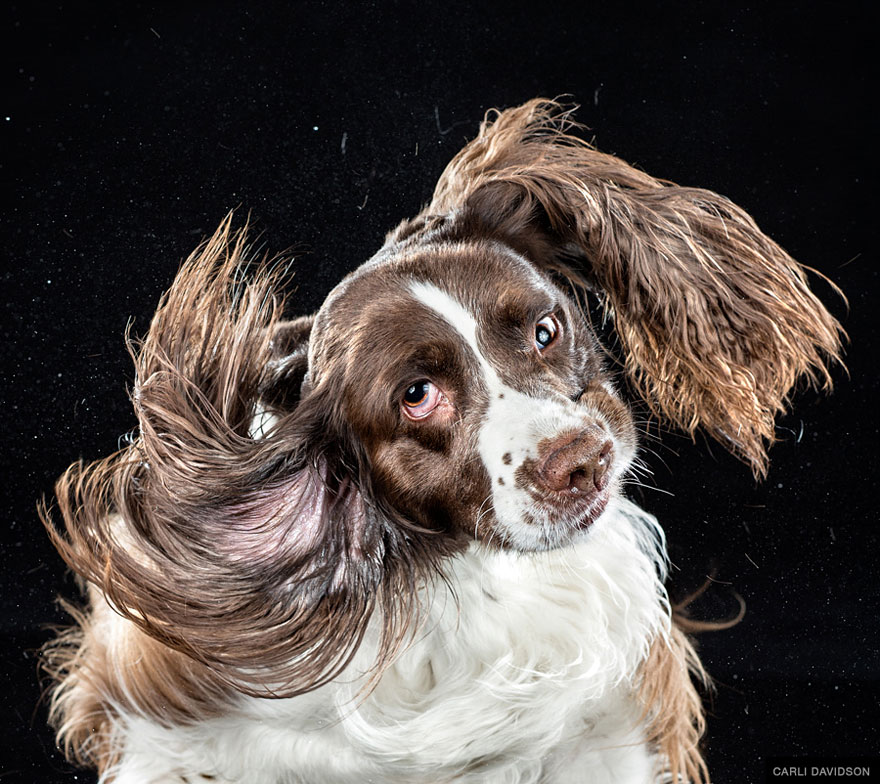 Shake: Slow Motion Photos Of Dogs Shaking Their Heads Published As Book
