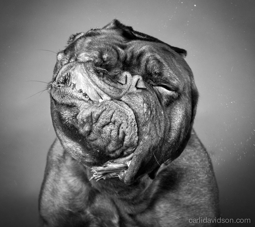Shake: Slow Motion Photos Of Dogs Shaking Their Heads Published As Book