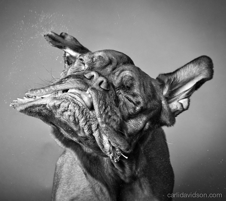 Shake: Slow Motion Photos Of Dogs Shaking Their Heads Published As Book