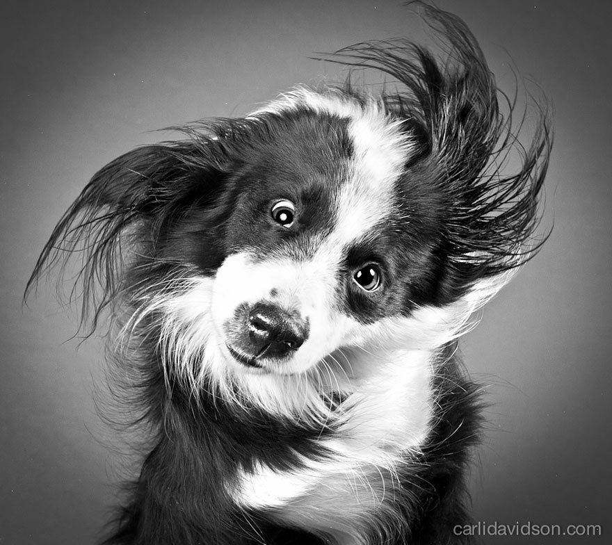 Shake: Slow Motion Photos Of Dogs Shaking Their Heads Published As Book