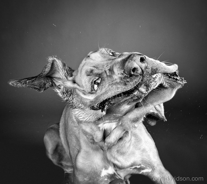 Shake: Slow Motion Photos Of Dogs Shaking Their Heads Published As Book