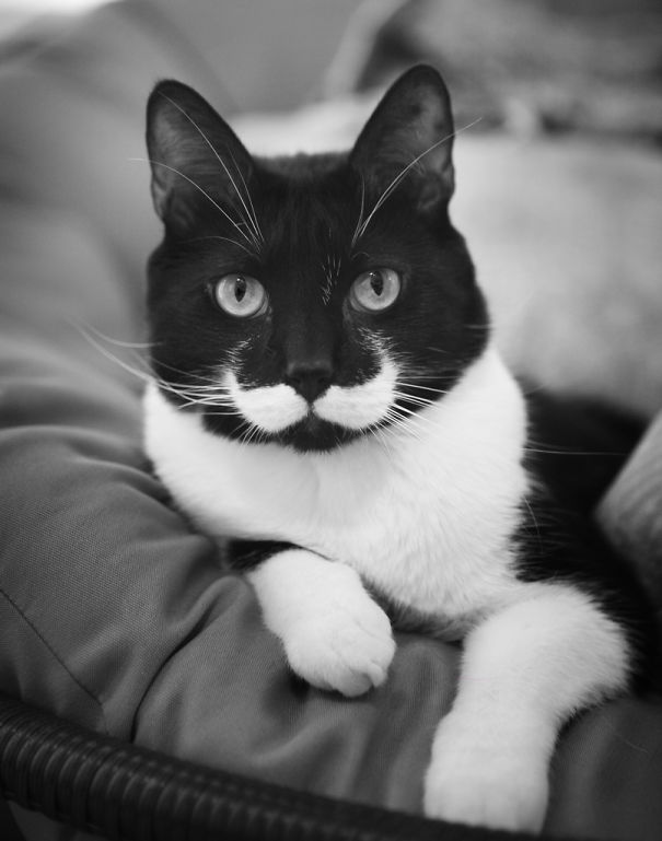 10 Cats That Got Famous For Their Awesome Fur Markings