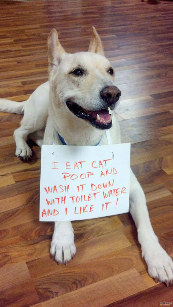 Funny Public Shaming Of Dogs