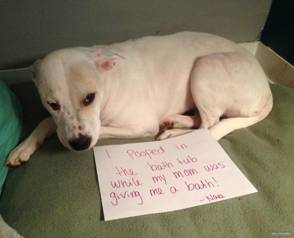 Funny Public Shaming Of Dogs
