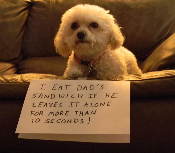Funny Public Shaming Of Dogs