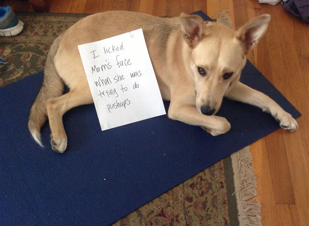 Funny Public Shaming Of Dogs