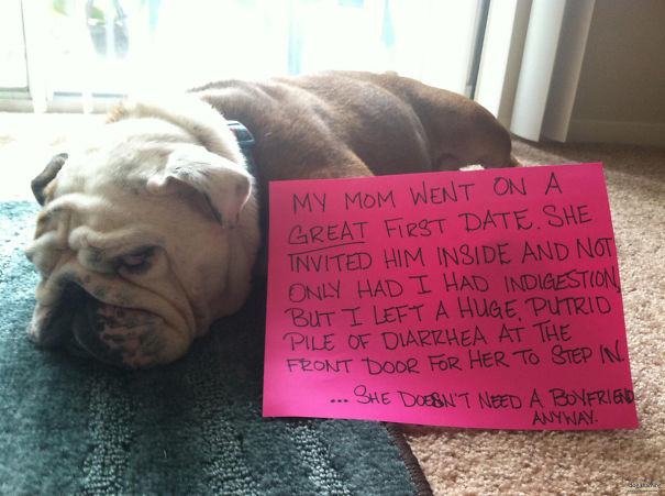 Funny Public Shaming Of Dogs