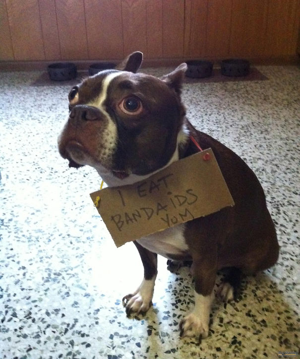 Funny Public Shaming Of Dogs