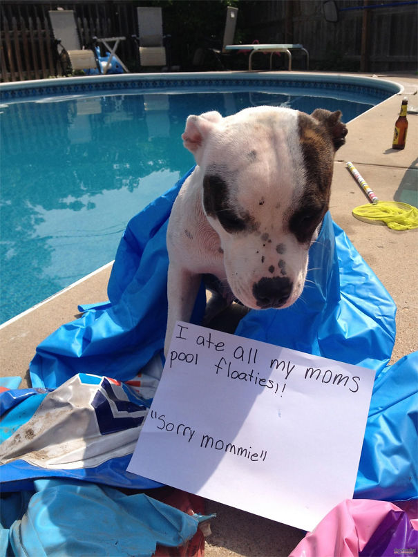 Funny Public Shaming Of Dogs