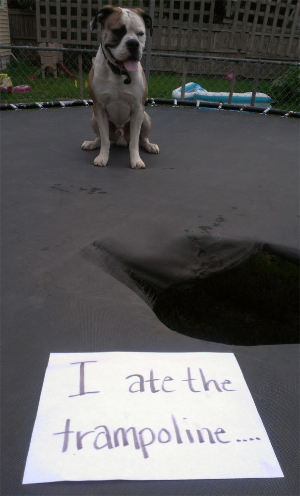 Funny Public Shaming Of Dogs