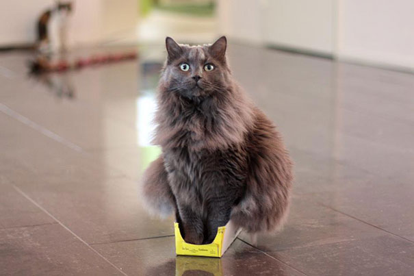 If It Fits, I Sits: These 21 Cats Prove That No Space Is Too Tight
