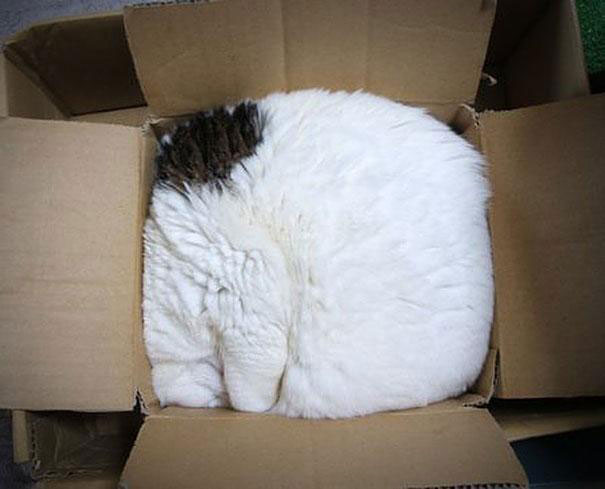 If It Fits, I Sits: These 21 Cats Prove That No Space Is Too Tight