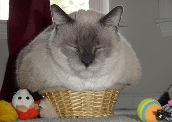 If It Fits, I Sits: These 21 Cats Prove That No Space Is Too Tight