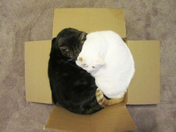 If It Fits, I Sits: These 21 Cats Prove That No Space Is Too Tight