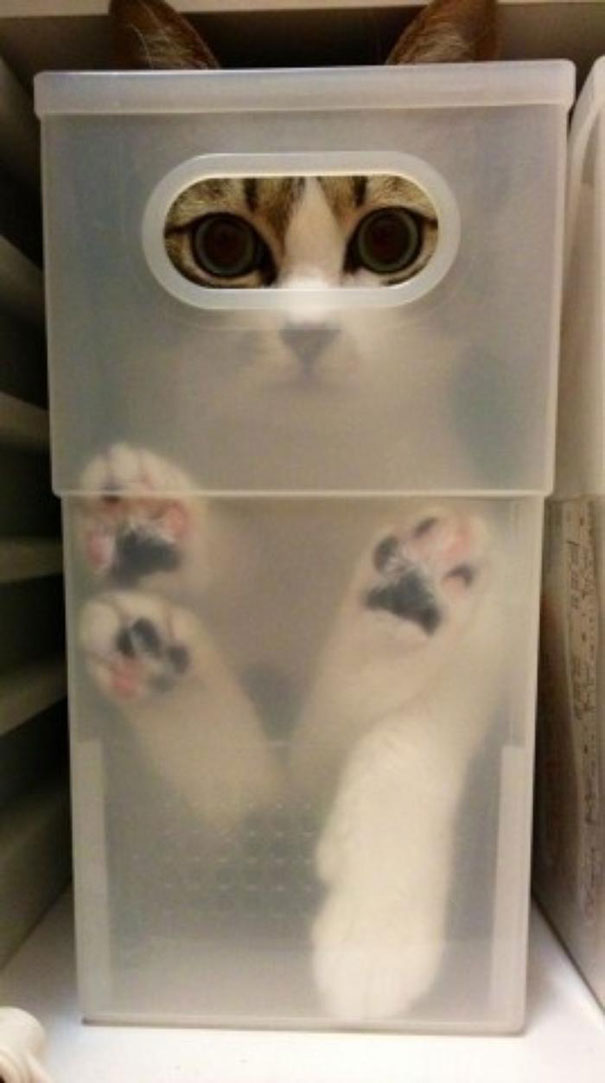 If It Fits, I Sits: These 21 Cats Prove That No Space Is Too Tight