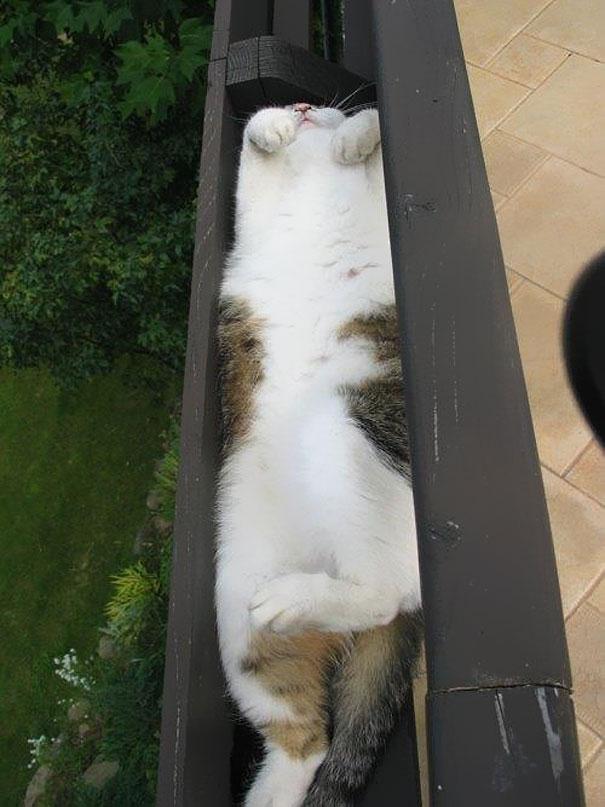 If It Fits, I Sits: These 21 Cats Prove That No Space Is Too Tight