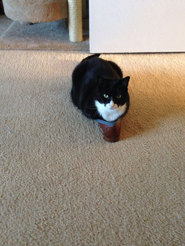 If It Fits, I Sits: These 21 Cats Prove That No Space Is Too Tight