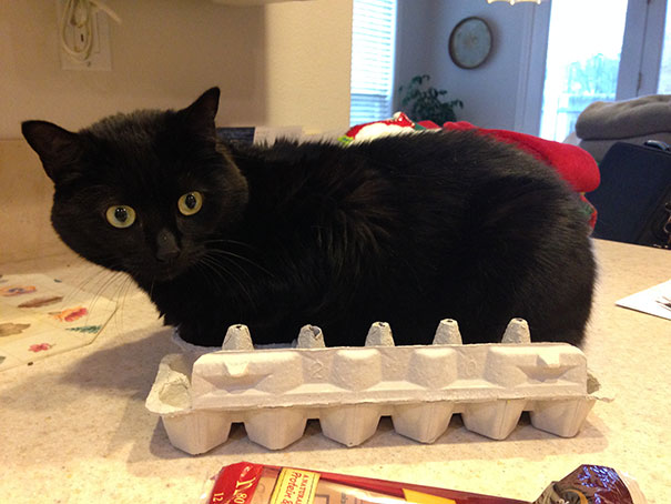 If It Fits, I Sits: These 21 Cats Prove That No Space Is Too Tight