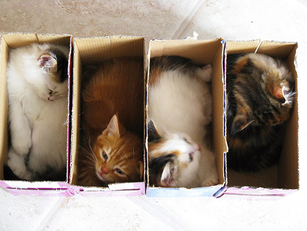 If It Fits, I Sits: These 21 Cats Prove That No Space Is Too Tight