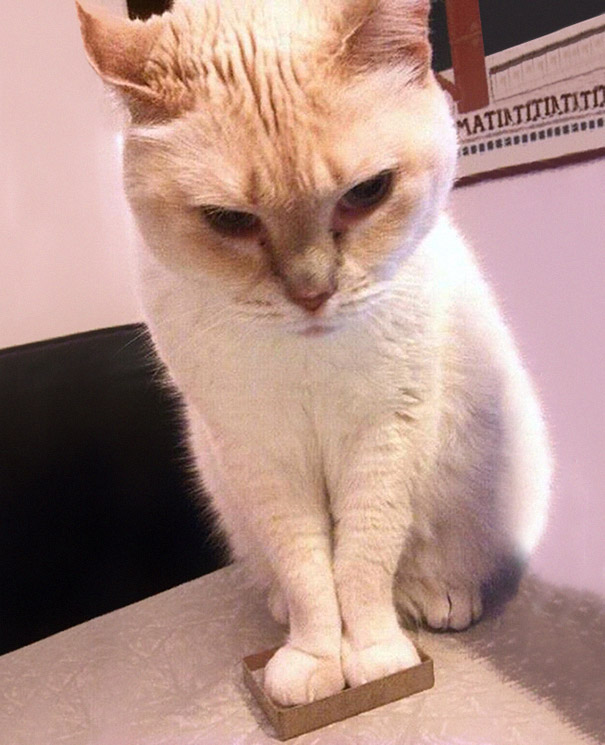 If It Fits, I Sits: These 21 Cats Prove That No Space Is Too Tight