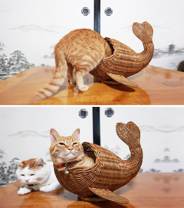 If It Fits, I Sits: These 21 Cats Prove That No Space Is Too Tight