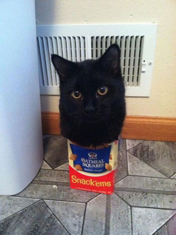 If It Fits, I Sits: These 21 Cats Prove That No Space Is Too Tight