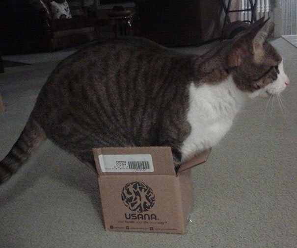 If It Fits, I Sits: These 21 Cats Prove That No Space Is Too Tight