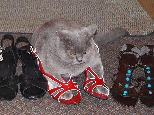 If It Fits, I Sits: These 21 Cats Prove That No Space Is Too Tight