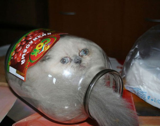 If It Fits, I Sits: These 21 Cats Prove That No Space Is Too Tight