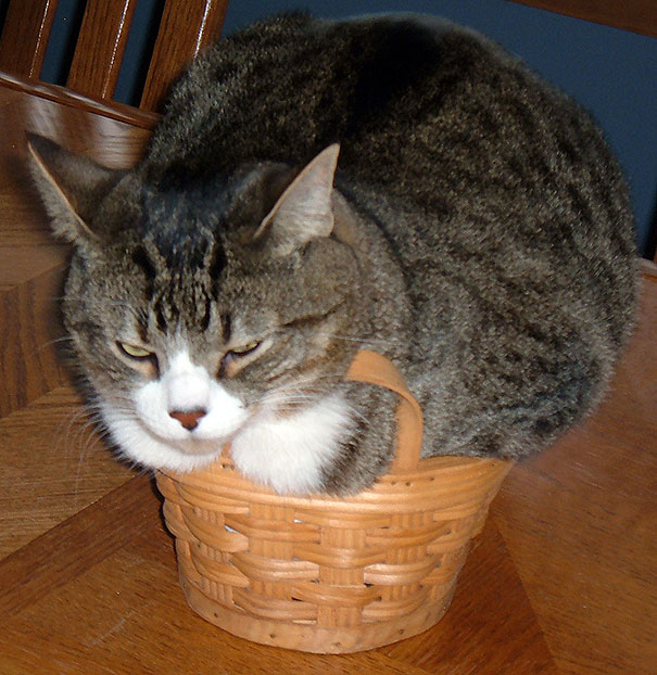 If It Fits, I Sits: These 21 Cats Prove That No Space Is Too Tight