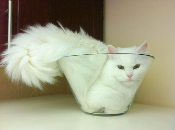 If It Fits, I Sits: These 21 Cats Prove That No Space Is Too Tight