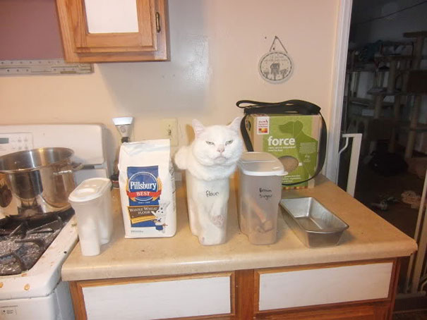 If It Fits, I Sits: These 21 Cats Prove That No Space Is Too Tight