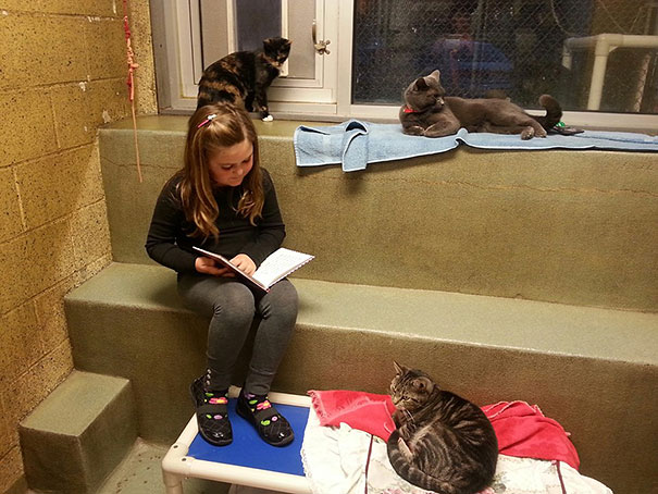 Children Read To Shelter Cats In The Heart-melting &#8220;Book Buddies&#8221; Program