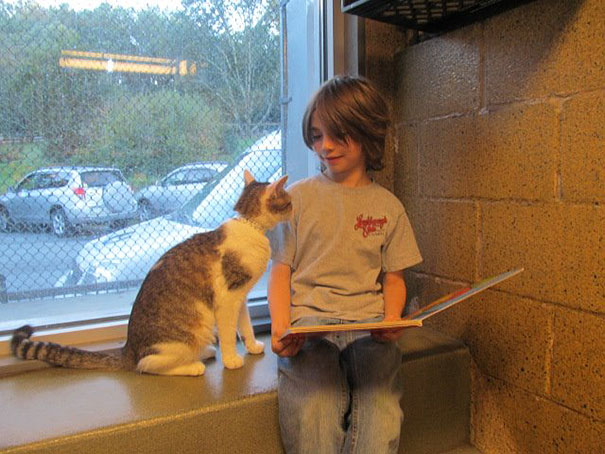 Children Read To Shelter Cats In The Heart-melting &#8220;Book Buddies&#8221; Program