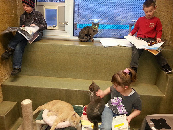 Children Read To Shelter Cats In The Heart-melting &#8220;Book Buddies&#8221; Program
