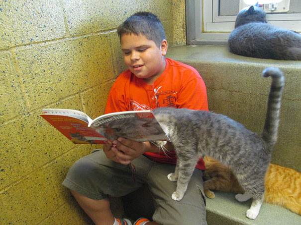 Children Read To Shelter Cats In The Heart-melting &#8220;Book Buddies&#8221; Program