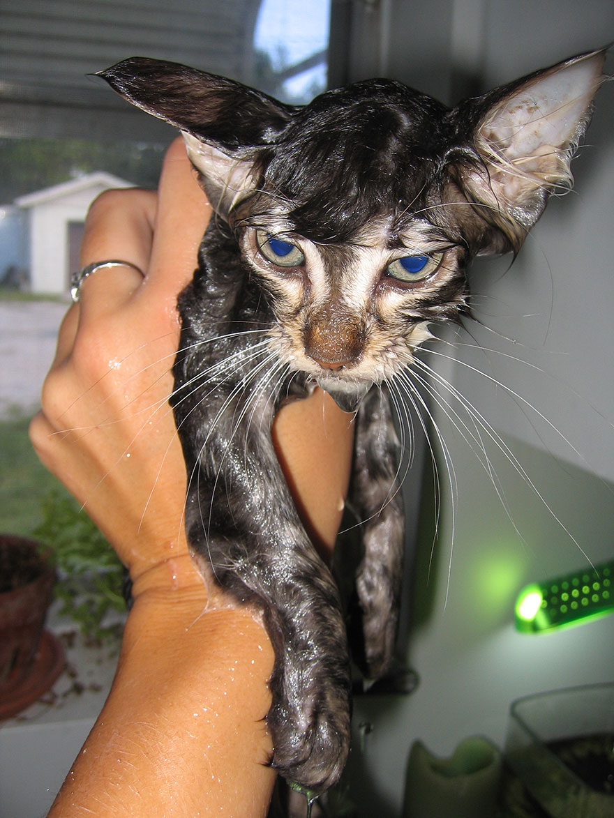 22 Hilarious Pictures Of Wet Cats