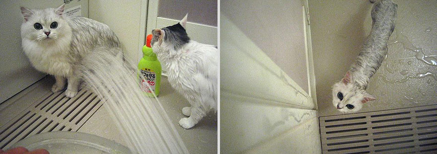 22 Hilarious Pictures Of Wet Cats