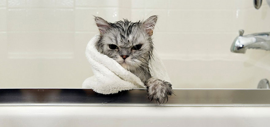 22 Hilarious Pictures Of Wet Cats