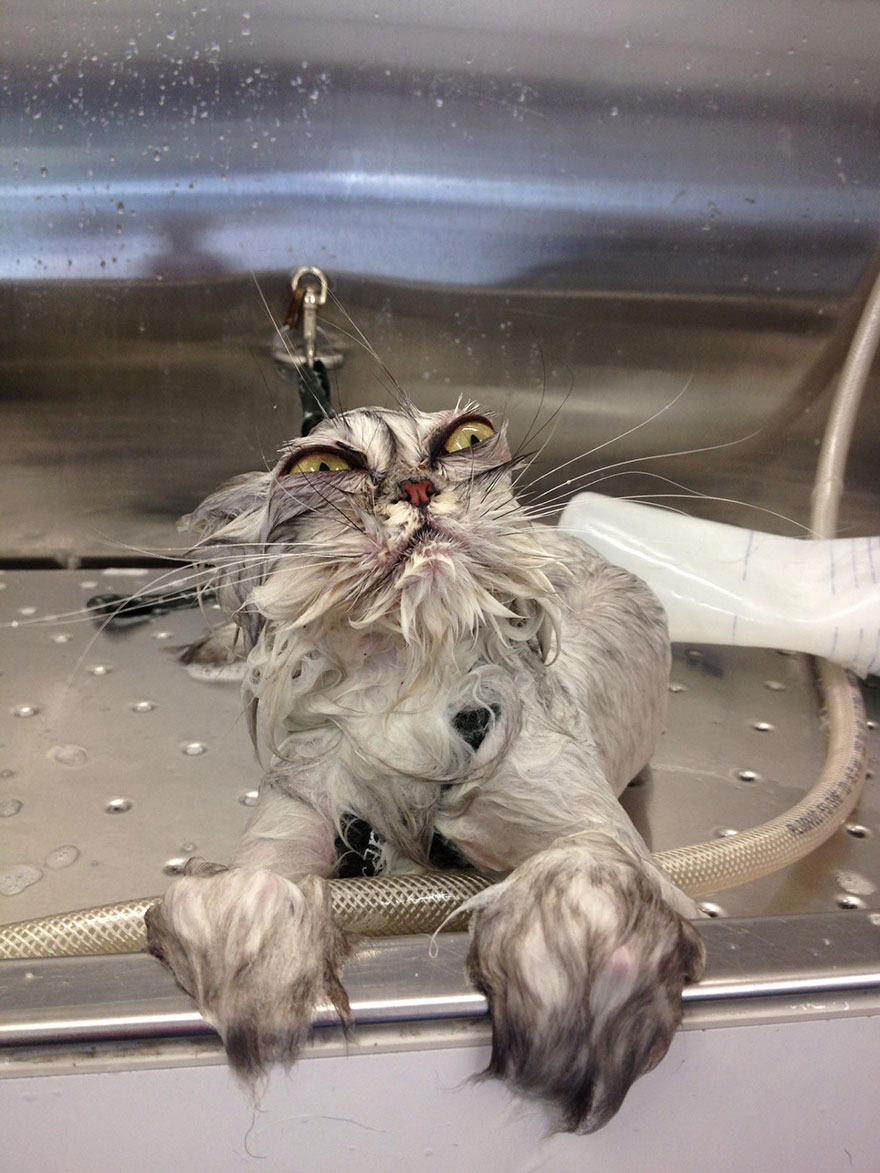 22 Hilarious Pictures Of Wet Cats
